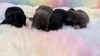 チワワ：2026年2月23日生（3頭をご紹介中）