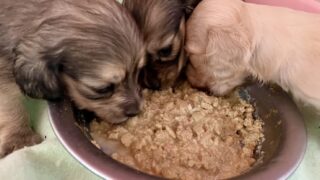 カニンヘンロングダックスフンド：2026年2月7日生（3頭をご紹介中）