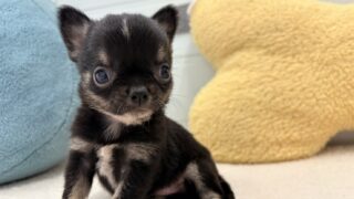 🆙チワワ(スムース):2026年2月23日生(2頭をご紹介中)