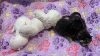 【特設：子猫のご紹介】ミヌエット 5頭（2026年3月3日生まれ）