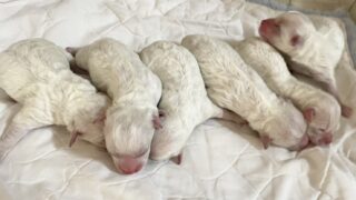 ビションフリーゼ：2026年3月6日生（6頭をご紹介中）