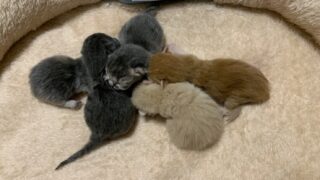 🆕【特設：子猫のご紹介】マンチカン 5頭（2026年3月8日生まれ）