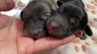 🆕カニンヘンロングダックスフンド：2026年3月10日生（2頭をご紹介中）