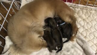 カニンヘンロングダックスフンド:2026年3月17日生(2頭をご紹介中)