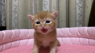 【特設:子猫のご紹介】マンチカン 1頭(2026年3月8日生まれ)