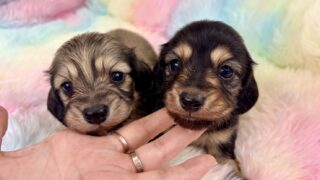 カニンヘンロングダックスフンド:2026年3月10日生(2頭をご紹介中)