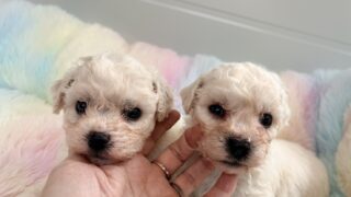 ビションフリーゼ:2026年3月6日生(6頭をご紹介中)