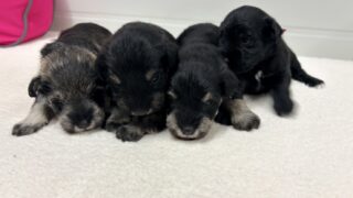 🆙ミニチュアシュナウザー:2026年3月19日生(4頭をご紹介中)