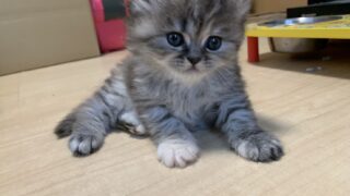 🆙【特設:子猫のご紹介】ミヌエット 1頭(2026年3月3日生まれ)