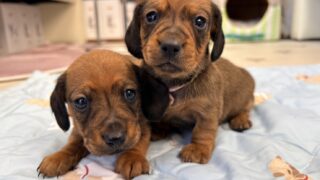 🆙カニンヘンスムースダックスフンド:2026年3月13日生(2頭をご紹介中)