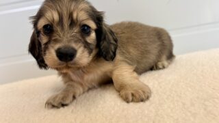 🆙カニンヘンロングダックスフンド：2026年3月10日生（1頭をご紹介中）