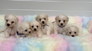 🆙ビションフリーゼ：2026年3月6日生（5頭をご紹介中）