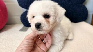 ビションフリーゼ：2026年3月6日生（4頭をご紹介中）