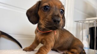 🆙カニンヘンスムースダックスフンド：2026年3月13日生（2頭をご紹介中）