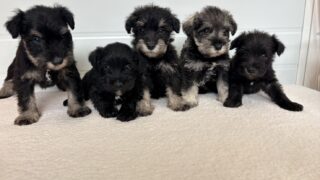 🆙ミニチュアシュナウザー：2026年3月19日生（3頭をご紹介中）