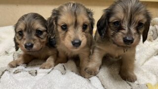 🆙カニンヘンロングダックスフンド：2026年3月17日生（2頭をご紹介中）