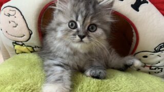 🆙【特設:子猫のご紹介】ミヌエット 1頭(2026年3月3日生まれ)