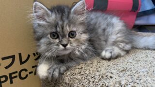 【特設：子猫のご紹介】ミヌエット 1頭（2026年3月3日生まれ）