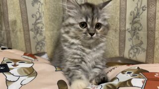 🆕【特設：子猫のご紹介】ミヌエット 1頭（2026年3月3日生まれ）
