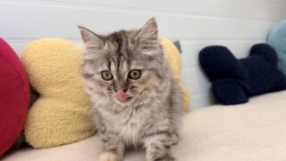 🆕【特設：子猫のご紹介】ミヌエット 1頭（2026年3月3日生まれ）