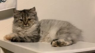 🆙【特設:子猫のご紹介】ミヌエット 1頭(2026年3月3日生まれ)