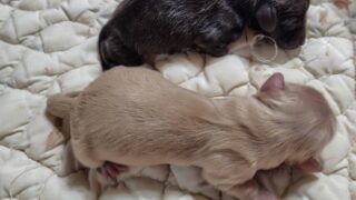 🆕カニンヘンロングダックスフンド：2026年4月26日生（2頭をご紹介中）