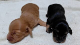 🆕ミニチュアロングダックスフンド：2026年4月18日生（2頭をご紹介中）