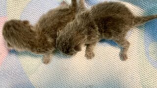 🆕【特設：子猫のご紹介】マンチカン 2頭（2026年5月16日生まれ）