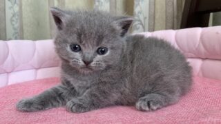 【特設：子猫のご紹介】マンチカン 1頭（2026年5月16日生まれ）