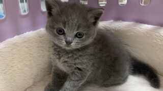🆕【特設：子猫のご紹介】マンチカン 1頭（2026年5月16日生まれ）