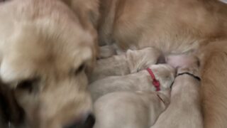 アメリカンコッカースパニエル：2026年8月3日生(5頭紹介中)