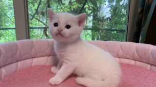 🆙【特設：子猫のご紹介】ミヌエット 2頭（2026年7月30日生まれ）