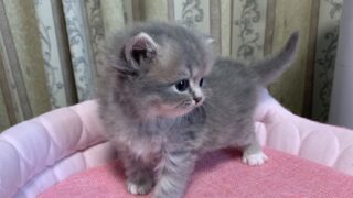 【特設：子猫のご紹介】マンチカン3頭（2026年7月31日生まれ）