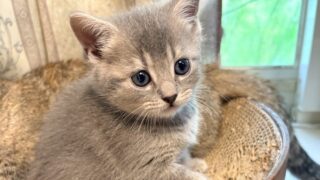 🆙【特設：子猫のご紹介】マンチカン 3頭（2026年7月30日生まれ）