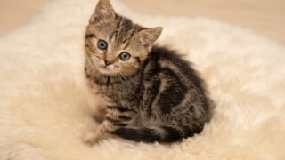 🆙【特設:子猫のご紹介】マンチカン 1頭(2026年7月30日生まれ)